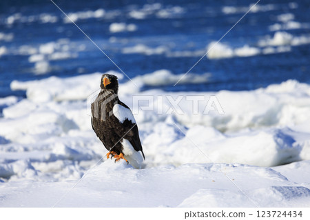 King of the sea, messenger of drift ice, Steller's sea eagle, photographed in Rausu Town, Menashi District, Hokkaido 123724434