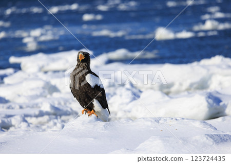 King of the sea, messenger of drift ice, Steller's sea eagle, photographed in Rausu Town, Menashi District, Hokkaido 123724435
