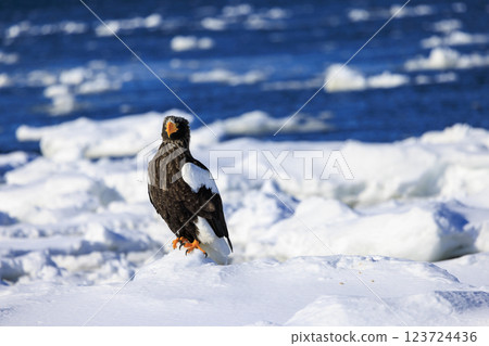 海上之王、流冰使者、虎頭海雕,拍攝於北海道目梨郡羅臼町 海上之王、流冰使者、虎頭海雕,拍攝於北海道目梨郡羅臼町 123724436