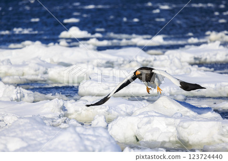 海上之王、流冰使者、虎頭海雕,拍攝於北海道目梨郡羅臼町 海上之王、流冰使者、虎頭海雕,拍攝於北海道目梨郡羅臼町 123724440