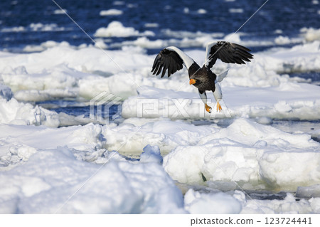 King of the sea, messenger of drift ice, Steller's sea eagle, photographed in Rausu Town, Menashi District, Hokkaido King of the sea, messenger of drift ice, Steller's sea eagle, photographed in Rausu Town, Menashi District, Hokkaido 123724441