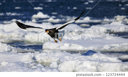 King of the sea, messenger of drift ice, Steller's sea eagle, photographed in Rausu Town, Menashi District, Hokkaido King of the sea, messenger of drift ice, Steller's sea eagle, photographed in Rausu Town, Menashi District, Hokkaido 123724444