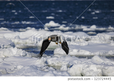 King of the sea, messenger of drift ice, Steller's sea eagle, photographed in Rausu Town, Menashi District, Hokkaido King of the sea, messenger of drift ice, Steller's sea eagle, photographed in Rausu Town, Menashi District, Hokkaido 123724445