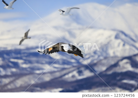 King of the sea, messenger of drift ice, Steller's sea eagle, photographed in Rausu Town, Menashi District, Hokkaido 123724456