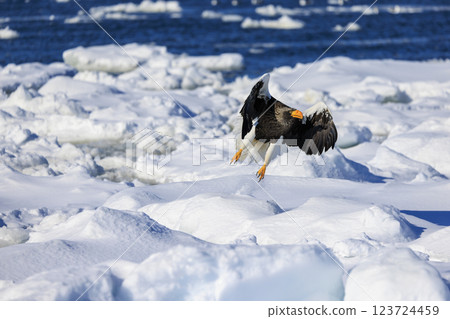 King of the sea, messenger of drift ice, Steller's sea eagle, photographed in Rausu Town, Menashi District, Hokkaido 123724459