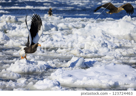 King of the sea, messenger of drift ice, Steller's sea eagle, photographed in Rausu Town, Menashi District, Hokkaido King of the sea, messenger of drift ice, Steller's sea eagle, photographed in Rausu Town, Menashi District, Hokkaido 123724463