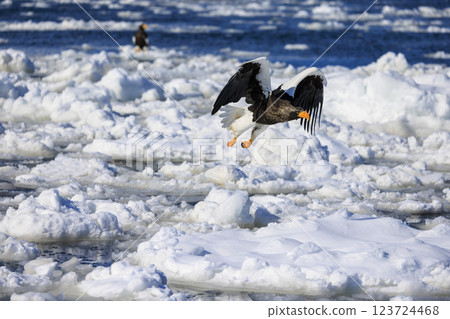 King of the sea, messenger of drift ice, Steller's sea eagle, photographed in Rausu Town, Menashi District, Hokkaido 123724468