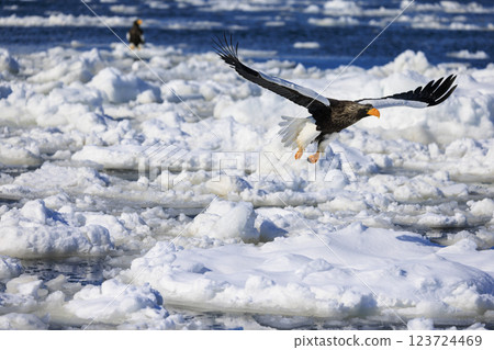 King of the sea, messenger of drift ice, Steller's sea eagle, photographed in Rausu Town, Menashi District, Hokkaido 123724469