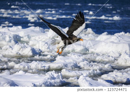 海上之王、流冰使者、虎頭海雕，拍攝於北海道目梨郡羅臼町 123724471