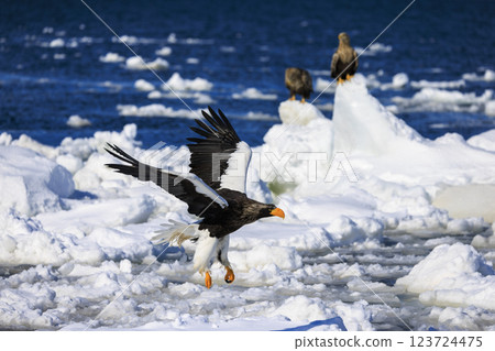 King of the sea, messenger of drift ice, Steller's sea eagle, photographed in Rausu Town, Menashi District, Hokkaido King of the sea, messenger of drift ice, Steller's sea eagle, photographed in Rausu Town, Menashi District, Hokkaido 123724475