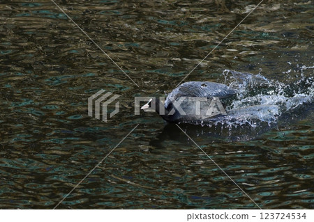 A coot lands on the clear water A coot lands on the clear water 123724534