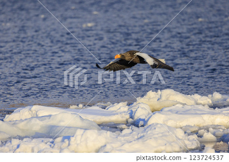 King of the sea, messenger of drift ice, Steller's sea eagle, photographed in Rausu Town, Menashi District, Hokkaido King of the sea, messenger of drift ice, Steller's sea eagle, photographed in Rausu Town, Menashi District, Hokkaido 123724537