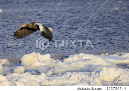King of the sea, messenger of drift ice, Steller's sea eagle, photographed in Rausu Town, Menashi District, Hokkaido 123724544