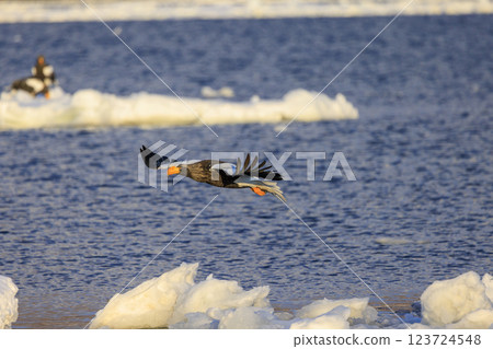 King of the sea, messenger of drift ice, Steller's sea eagle, photographed in Rausu Town, Menashi District, Hokkaido King of the sea, messenger of drift ice, Steller's sea eagle, photographed in Rausu Town, Menashi District, Hokkaido 123724548
