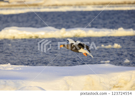 King of the sea, messenger of drift ice, Steller's sea eagle, photographed in Rausu Town, Menashi District, Hokkaido King of the sea, messenger of drift ice, Steller's sea eagle, photographed in Rausu Town, Menashi District, Hokkaido 123724554