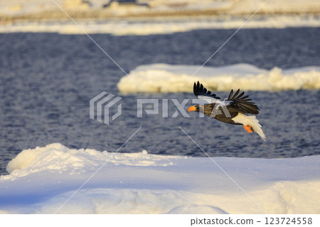 King of the sea, messenger of drift ice, Steller's sea eagle, photographed in Rausu Town, Menashi District, Hokkaido 123724558