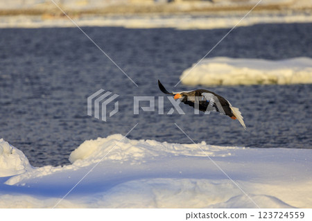 King of the sea, messenger of drift ice, Steller's sea eagle, photographed in Rausu Town, Menashi District, Hokkaido King of the sea, messenger of drift ice, Steller's sea eagle, photographed in Rausu Town, Menashi District, Hokkaido 123724559