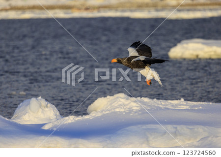 King of the sea, messenger of drift ice, Steller's sea eagle, photographed in Rausu Town, Menashi District, Hokkaido 123724560