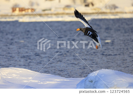 King of the sea, messenger of drift ice, Steller's sea eagle, photographed in Rausu Town, Menashi District, Hokkaido 123724565