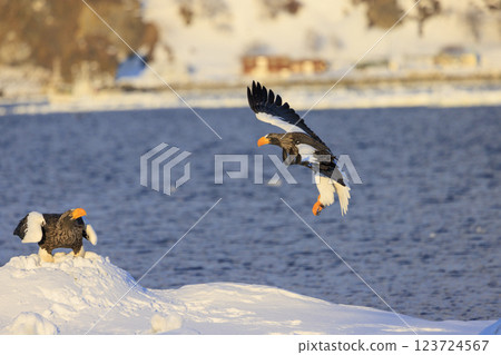 King of the sea, messenger of drift ice, Steller's sea eagle, photographed in Rausu Town, Menashi District, Hokkaido 123724567