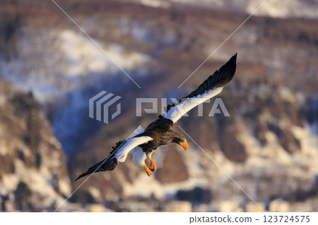 King of the sea, messenger of drift ice, Steller's sea eagle, photographed in Rausu Town, Menashi District, Hokkaido 123724575