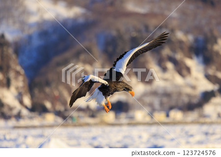 King of the sea, messenger of drift ice, Steller's sea eagle, photographed in Rausu Town, Menashi District, Hokkaido 123724576