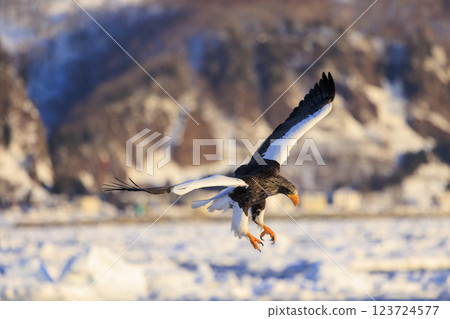 King of the sea, messenger of drift ice, Steller's sea eagle, photographed in Rausu Town, Menashi District, Hokkaido 123724577
