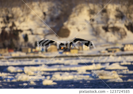 King of the sea, messenger of drift ice, Steller's sea eagle, photographed in Rausu Town, Menashi District, Hokkaido 123724585