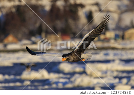 海上之王、流冰使者、虎頭海雕,拍攝於北海道目梨郡羅臼町 海上之王、流冰使者、虎頭海雕,拍攝於北海道目梨郡羅臼町 123724588