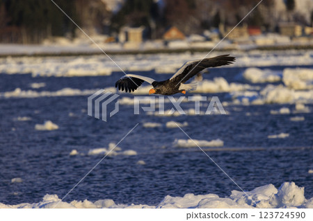King of the sea, messenger of drift ice, Steller's sea eagle, photographed in Rausu Town, Menashi District, Hokkaido King of the sea, messenger of drift ice, Steller's sea eagle, photographed in Rausu Town, Menashi District, Hokkaido 123724590