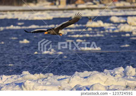 King of the sea, messenger of drift ice, Steller's sea eagle, photographed in Rausu Town, Menashi District, Hokkaido King of the sea, messenger of drift ice, Steller's sea eagle, photographed in Rausu Town, Menashi District, Hokkaido 123724591
