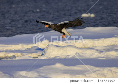 King of the sea, messenger of drift ice, Steller's sea eagle, photographed in Rausu Town, Menashi District, Hokkaido King of the sea, messenger of drift ice, Steller's sea eagle, photographed in Rausu Town, Menashi District, Hokkaido 123724592