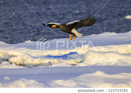 King of the sea, messenger of drift ice, Steller's sea eagle, photographed in Rausu Town, Menashi District, Hokkaido King of the sea, messenger of drift ice, Steller's sea eagle, photographed in Rausu Town, Menashi District, Hokkaido 123724593