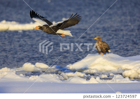 King of the sea, messenger of drift ice, Steller's sea eagle, photographed in Rausu Town, Menashi District, Hokkaido King of the sea, messenger of drift ice, Steller's sea eagle, photographed in Rausu Town, Menashi District, Hokkaido 123724597