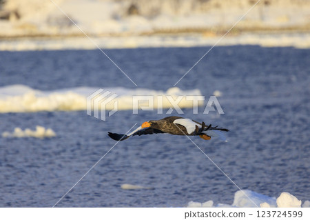 海上之王、流冰使者、虎頭海雕，拍攝於北海道目梨郡羅臼町 123724599