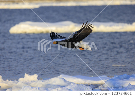 King of the sea, messenger of drift ice, Steller's sea eagle, photographed in Rausu Town, Menashi District, Hokkaido 123724601