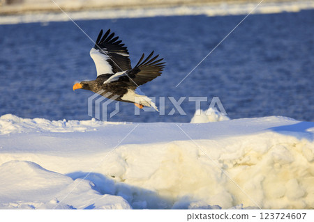 海上之王、流冰使者、虎頭海雕,拍攝於北海道目梨郡羅臼町 海上之王、流冰使者、虎頭海雕,拍攝於北海道目梨郡羅臼町 123724607