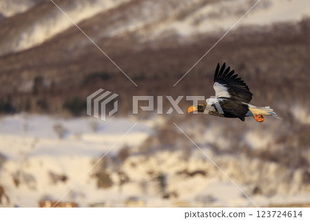 King of the sea, messenger of drift ice, Steller's sea eagle, photographed in Rausu Town, Menashi District, Hokkaido King of the sea, messenger of drift ice, Steller's sea eagle, photographed in Rausu Town, Menashi District, Hokkaido 123724614