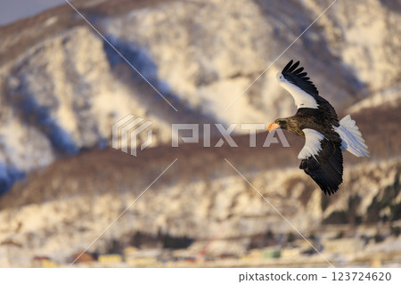 King of the sea, messenger of drift ice, Steller's sea eagle, photographed in Rausu Town, Menashi District, Hokkaido King of the sea, messenger of drift ice, Steller's sea eagle, photographed in Rausu Town, Menashi District, Hokkaido 123724620