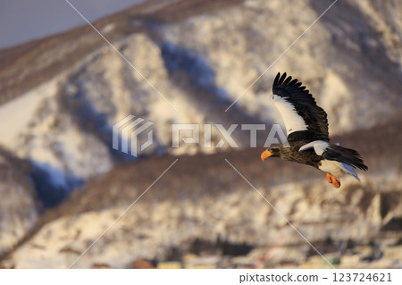 King of the sea, messenger of drift ice, Steller's sea eagle, photographed in Rausu Town, Menashi District, Hokkaido 123724621