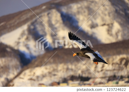King of the sea, messenger of drift ice, Steller's sea eagle, photographed in Rausu Town, Menashi District, Hokkaido King of the sea, messenger of drift ice, Steller's sea eagle, photographed in Rausu Town, Menashi District, Hokkaido 123724622