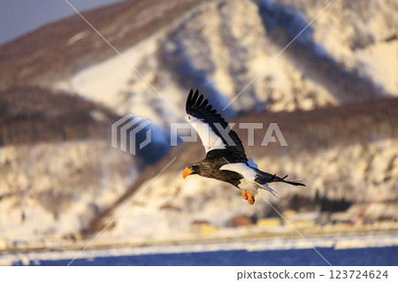 King of the sea, messenger of drift ice, Steller's sea eagle, photographed in Rausu Town, Menashi District, Hokkaido King of the sea, messenger of drift ice, Steller's sea eagle, photographed in Rausu Town, Menashi District, Hokkaido 123724624