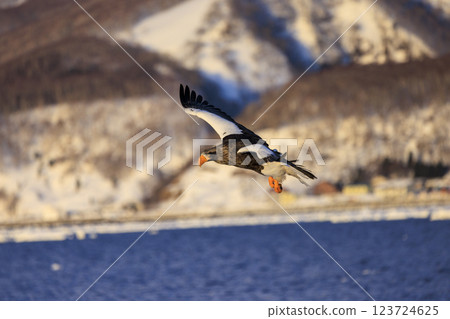 海上之王、流冰使者、虎頭海雕，拍攝於北海道目梨郡羅臼町 123724625
