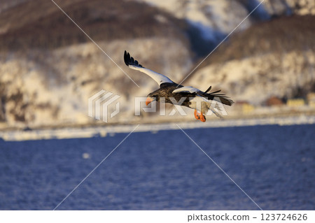 King of the sea, messenger of drift ice, Steller's sea eagle, photographed in Rausu Town, Menashi District, Hokkaido 123724626
