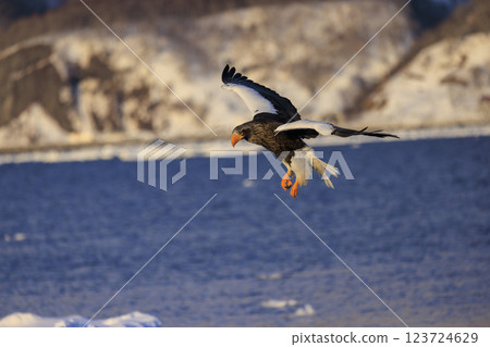 King of the sea, messenger of drift ice, Steller's sea eagle, photographed in Rausu Town, Menashi District, Hokkaido 123724629