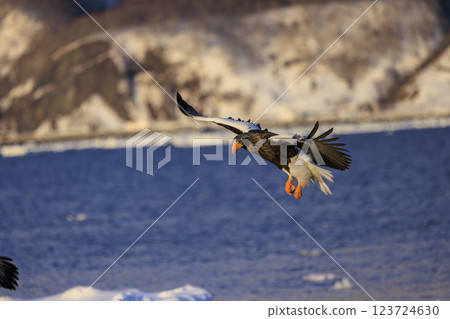King of the sea, messenger of drift ice, Steller's sea eagle, photographed in Rausu Town, Menashi District, Hokkaido 123724630