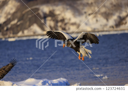 海上之王、流冰使者、虎頭海雕,拍攝於北海道目梨郡羅臼町 海上之王、流冰使者、虎頭海雕,拍攝於北海道目梨郡羅臼町 123724631