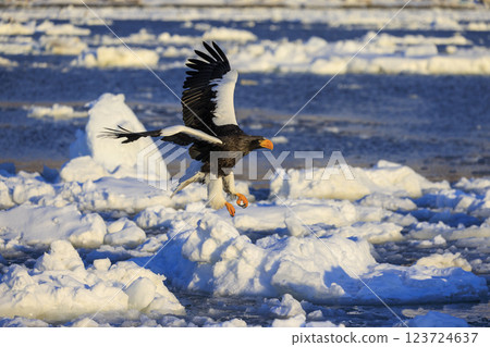 King of the sea, messenger of drift ice, Steller's sea eagle, photographed in Rausu Town, Menashi District, Hokkaido 123724637