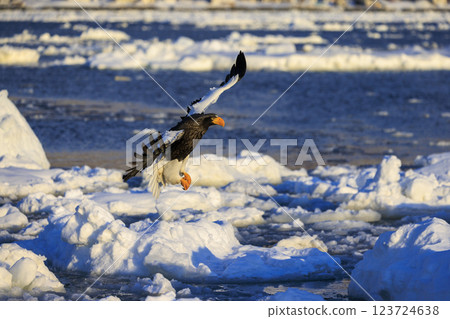 King of the sea, messenger of drift ice, Steller's sea eagle, photographed in Rausu Town, Menashi District, Hokkaido 123724638