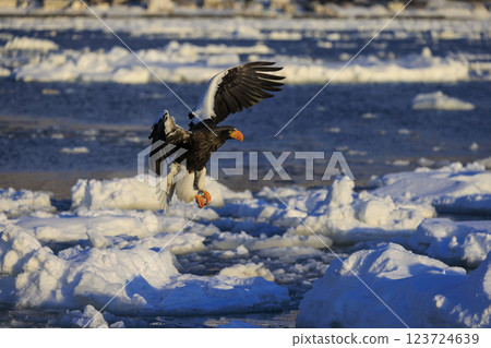 King of the sea, messenger of drift ice, Steller's sea eagle, photographed in Rausu Town, Menashi District, Hokkaido 123724639